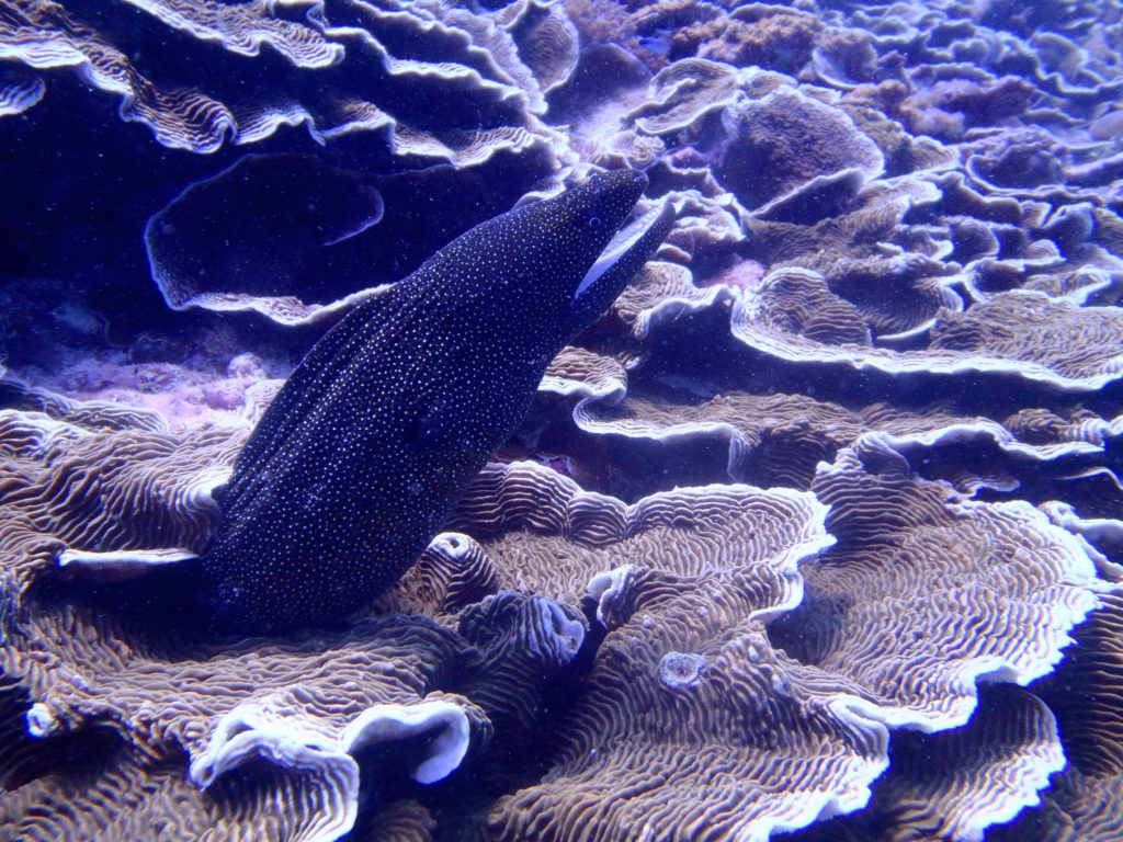 Diving is one of the best things to do in Zanzibar. You might spot a Moray eel. 