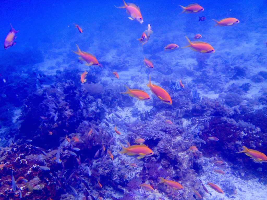 Bright orange fish while diving in Nungwi, Zanzibar