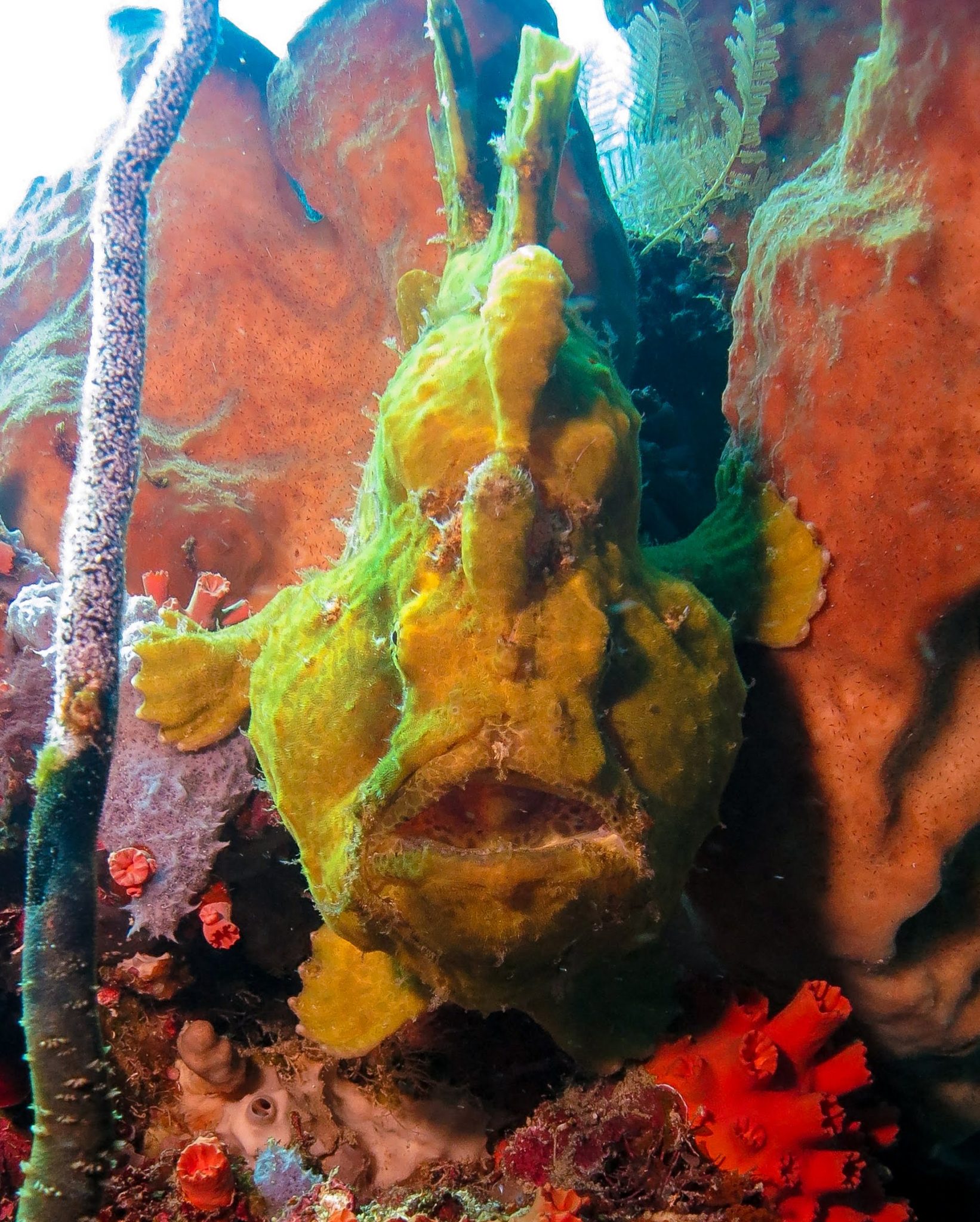 A Lovely Planet - North Sulawesi - Sarah & James - A Giant Frog Fish