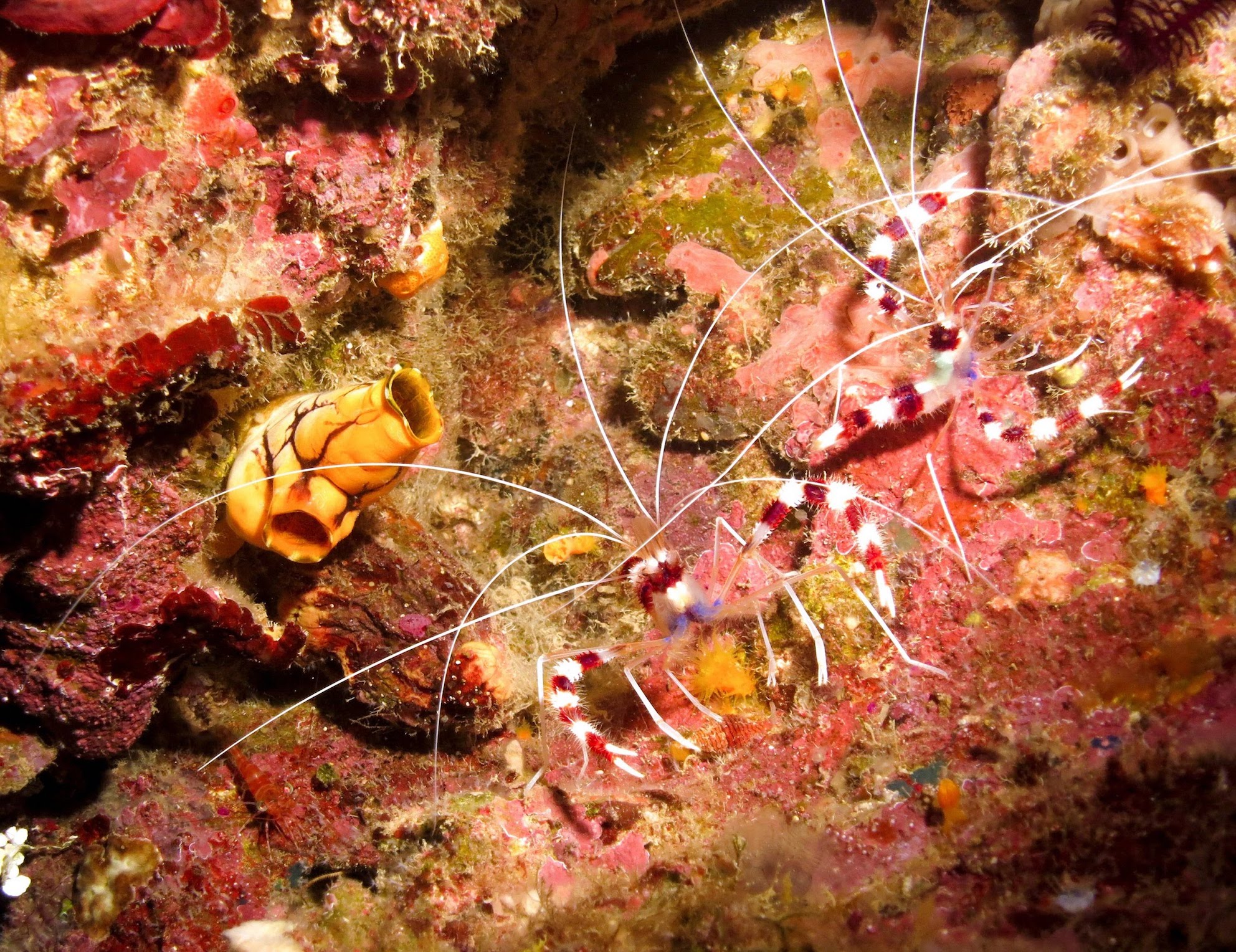 A Lovely Planet - North Sulawesi - Sarah & James - Celebes Diving - Banded Coral Shrimp