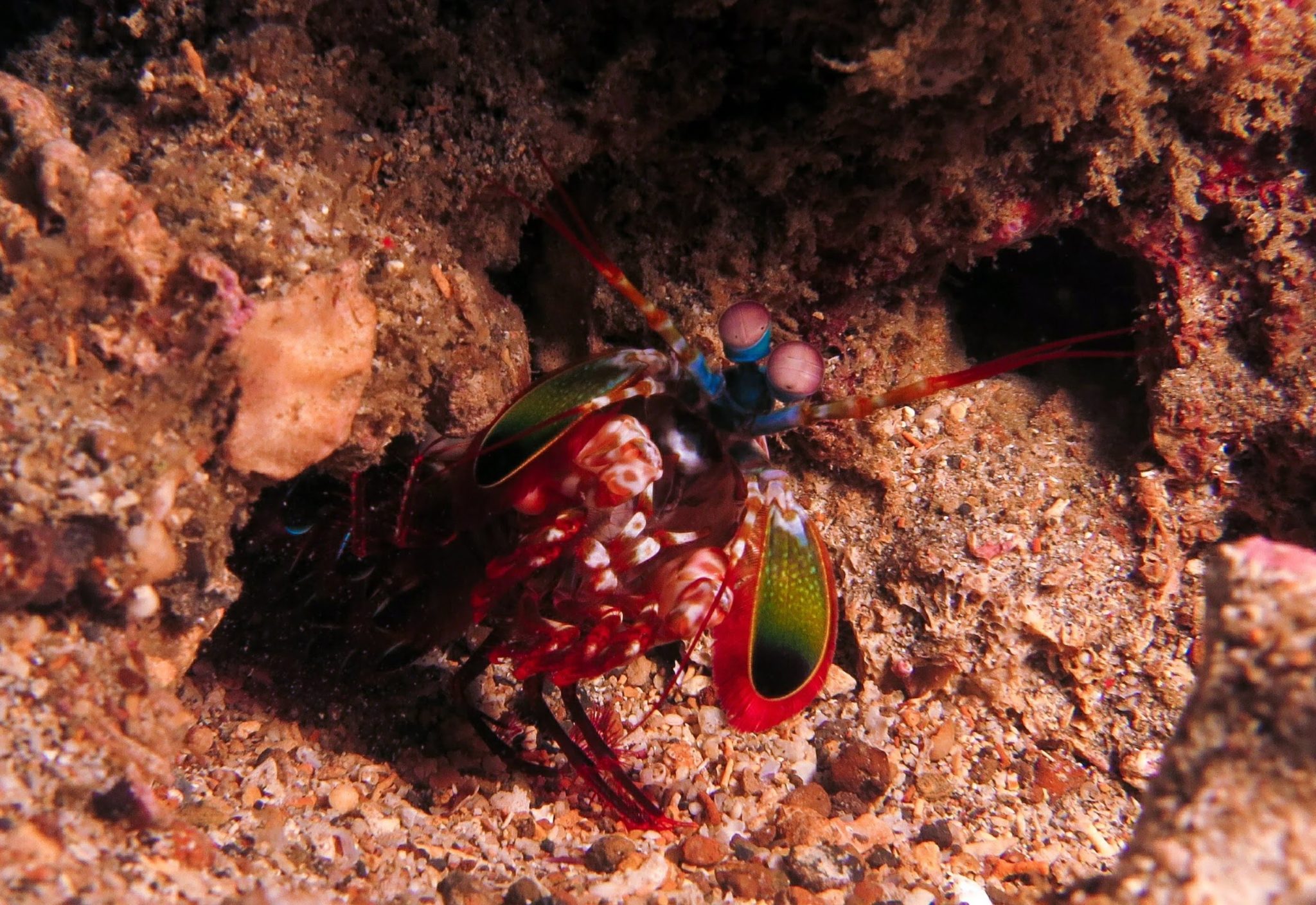 A Lovely Planet - North Sulawesi - Sarah & James - Peacock Mantis shrimp