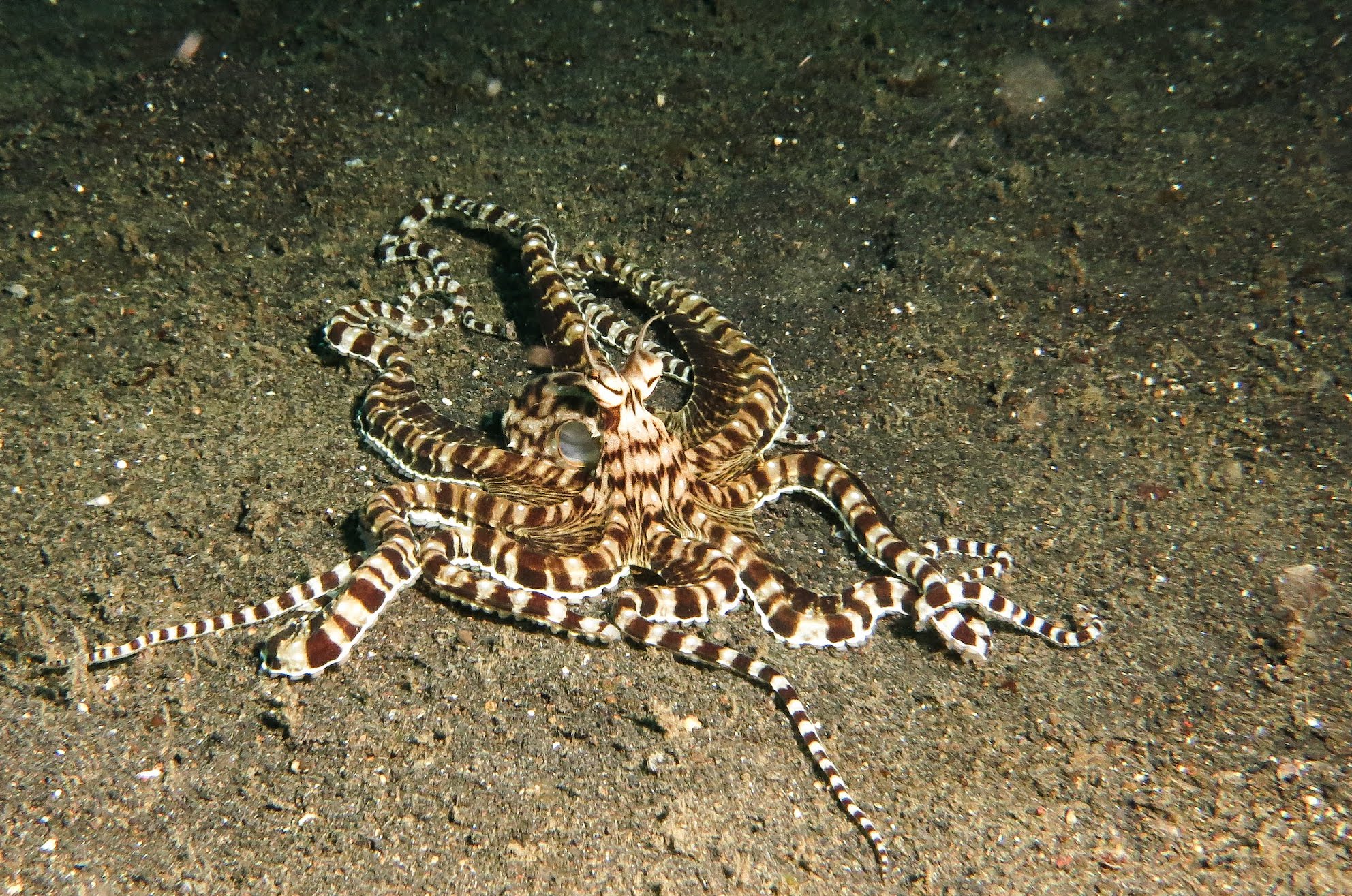 A Lovely Planet - North Sulawesi - Sarah & James - The Mimic Octopus