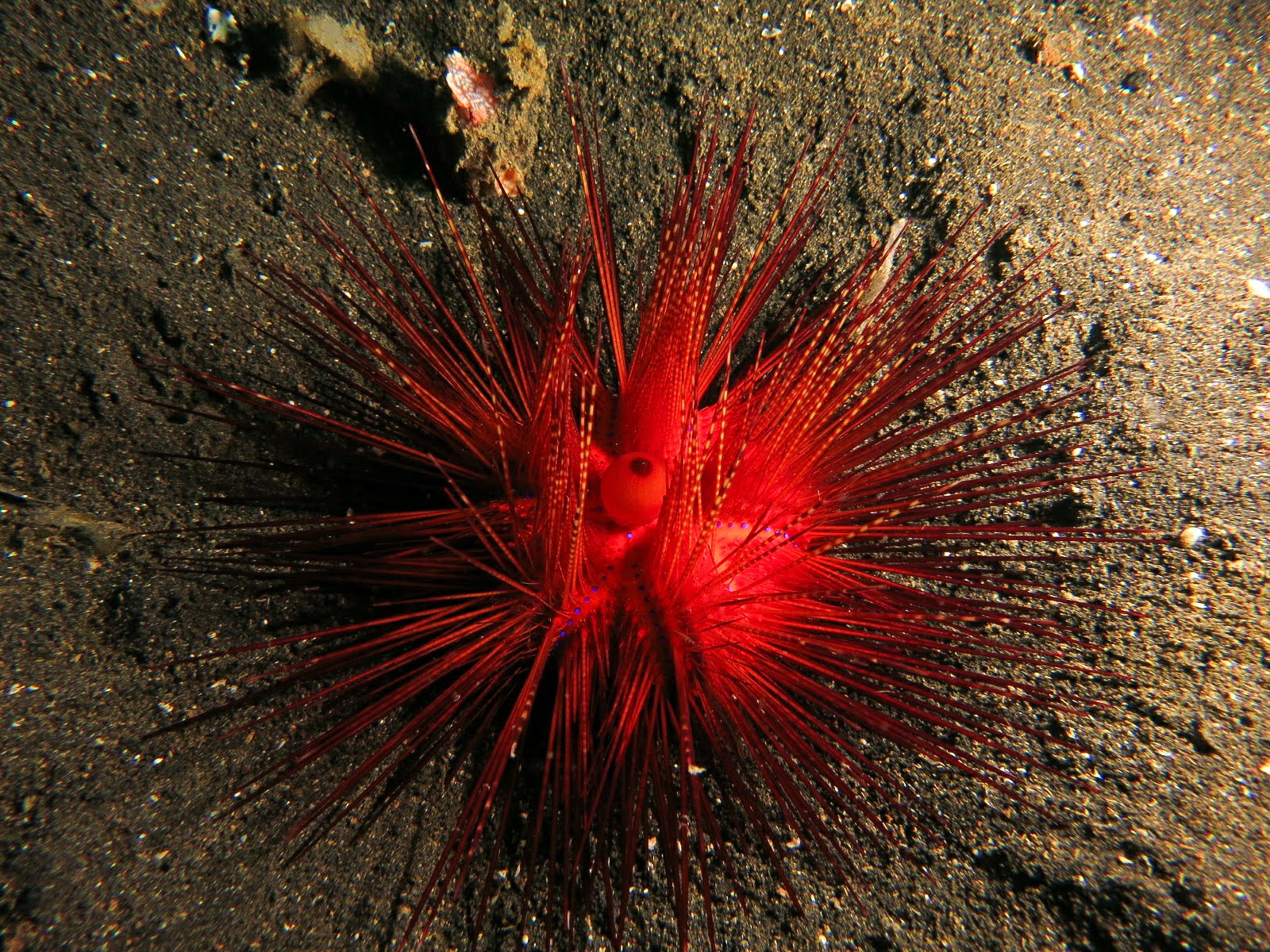 A Lovely Planet - North Sulawesi - Sarah & James - Walking fire urchin