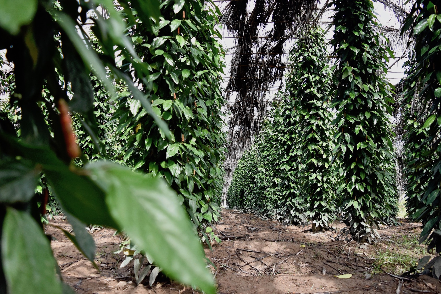Rows of Cambodian pepper plants 