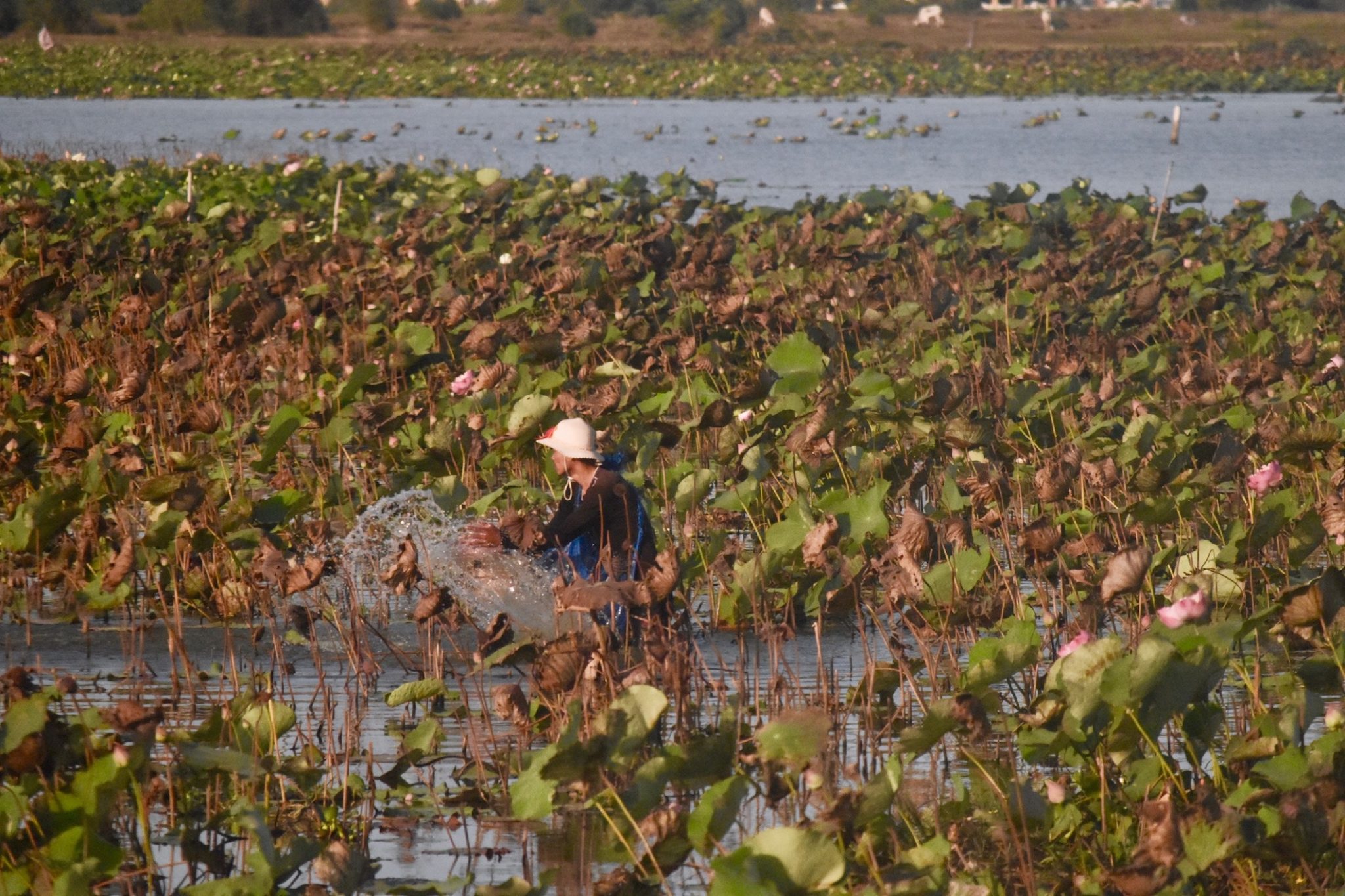 A man works in water surrounded by lilies 