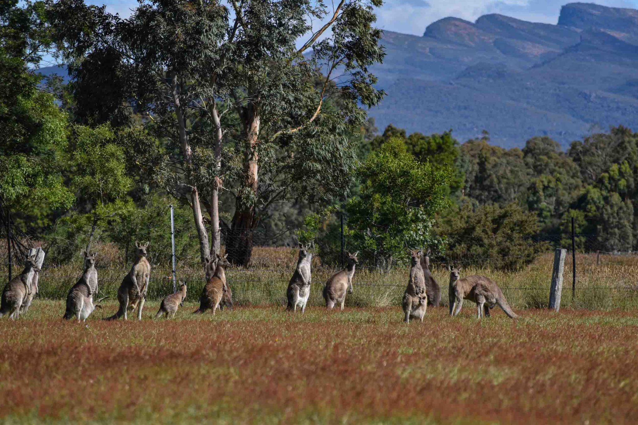 Kangaroos in long grass with mountains behind