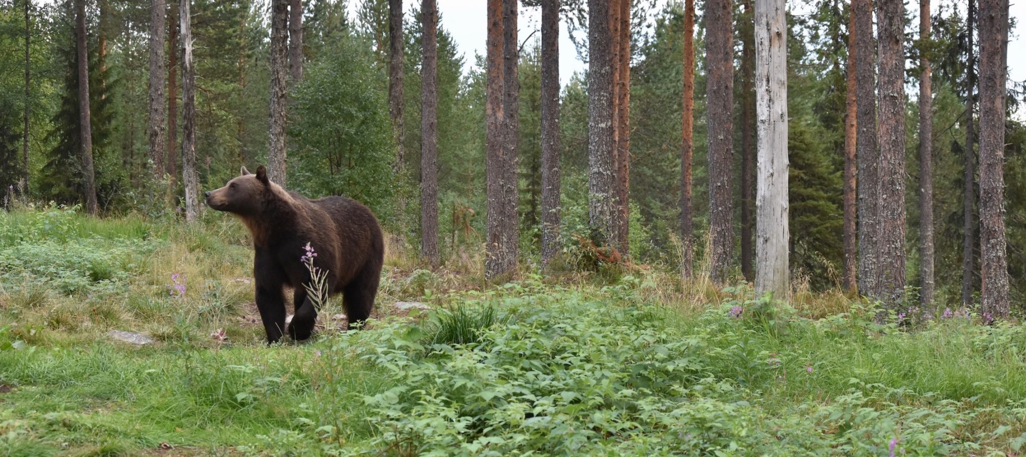 A brown bear walking through the trees 