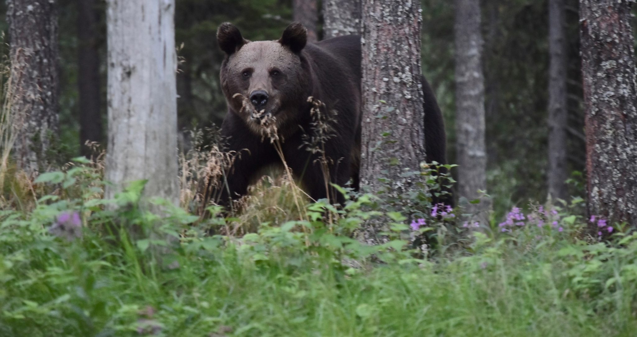 A brown bear exploring Finnish Lapland in summer 