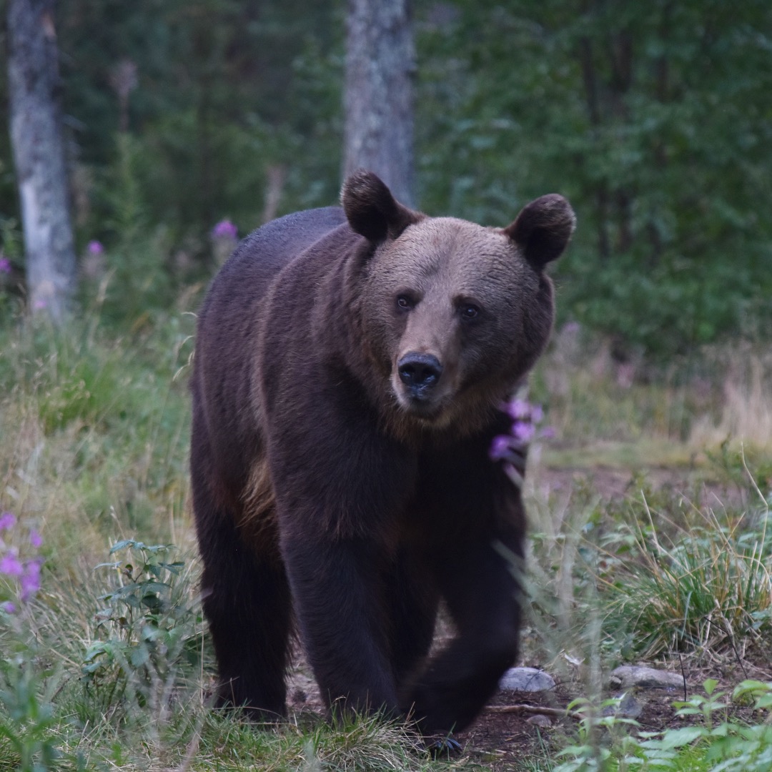 A brown bear in Finland surrounded by grass and purple flowers 